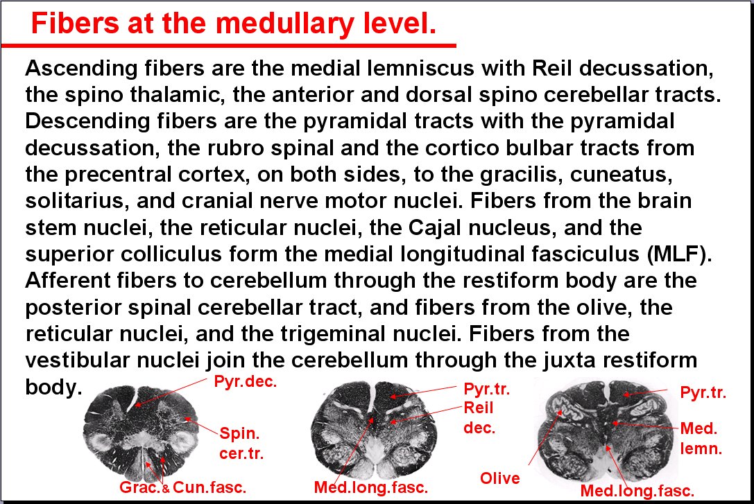 Salamon's Neuroanatomy And Neurovasculature Web-Atlas Resource